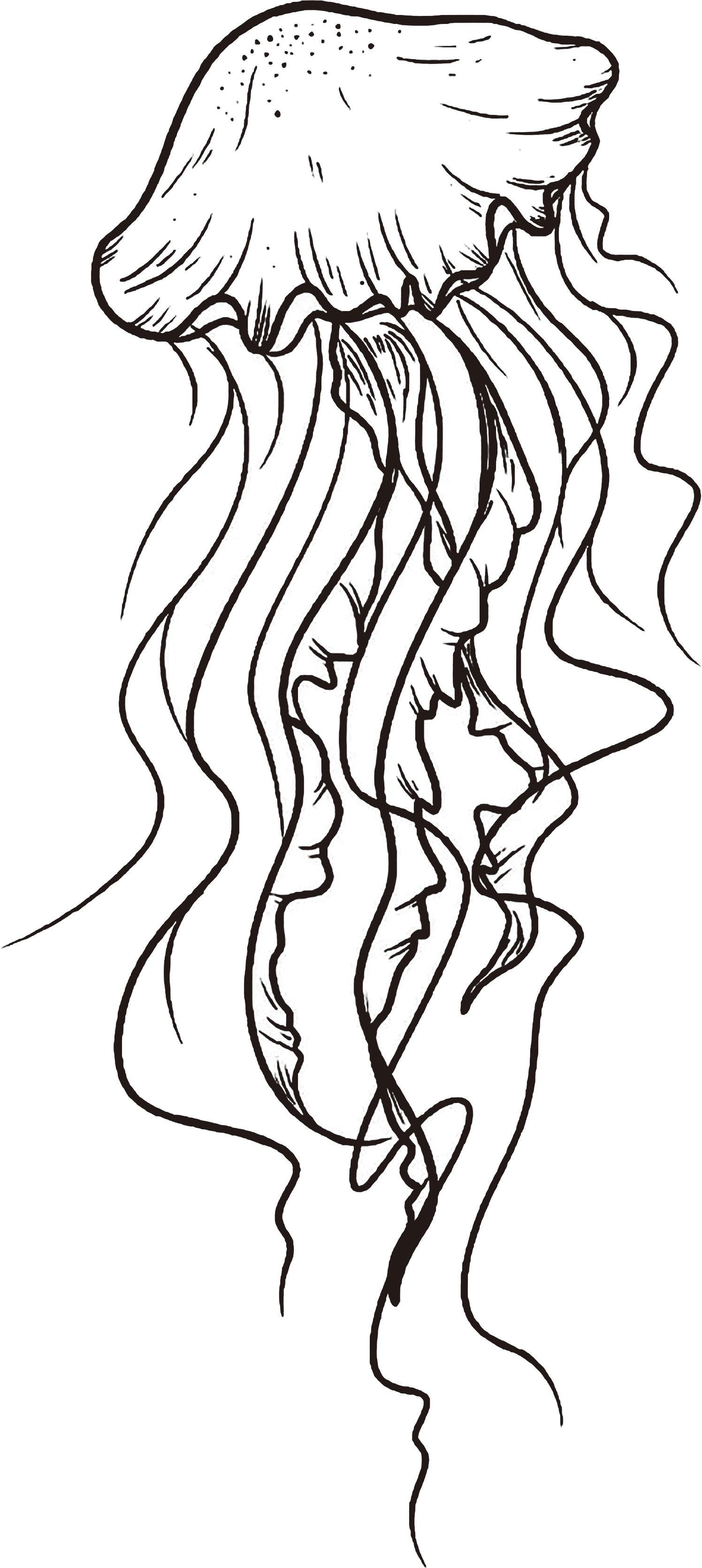 Sea Jelly Fish thumbnail 1